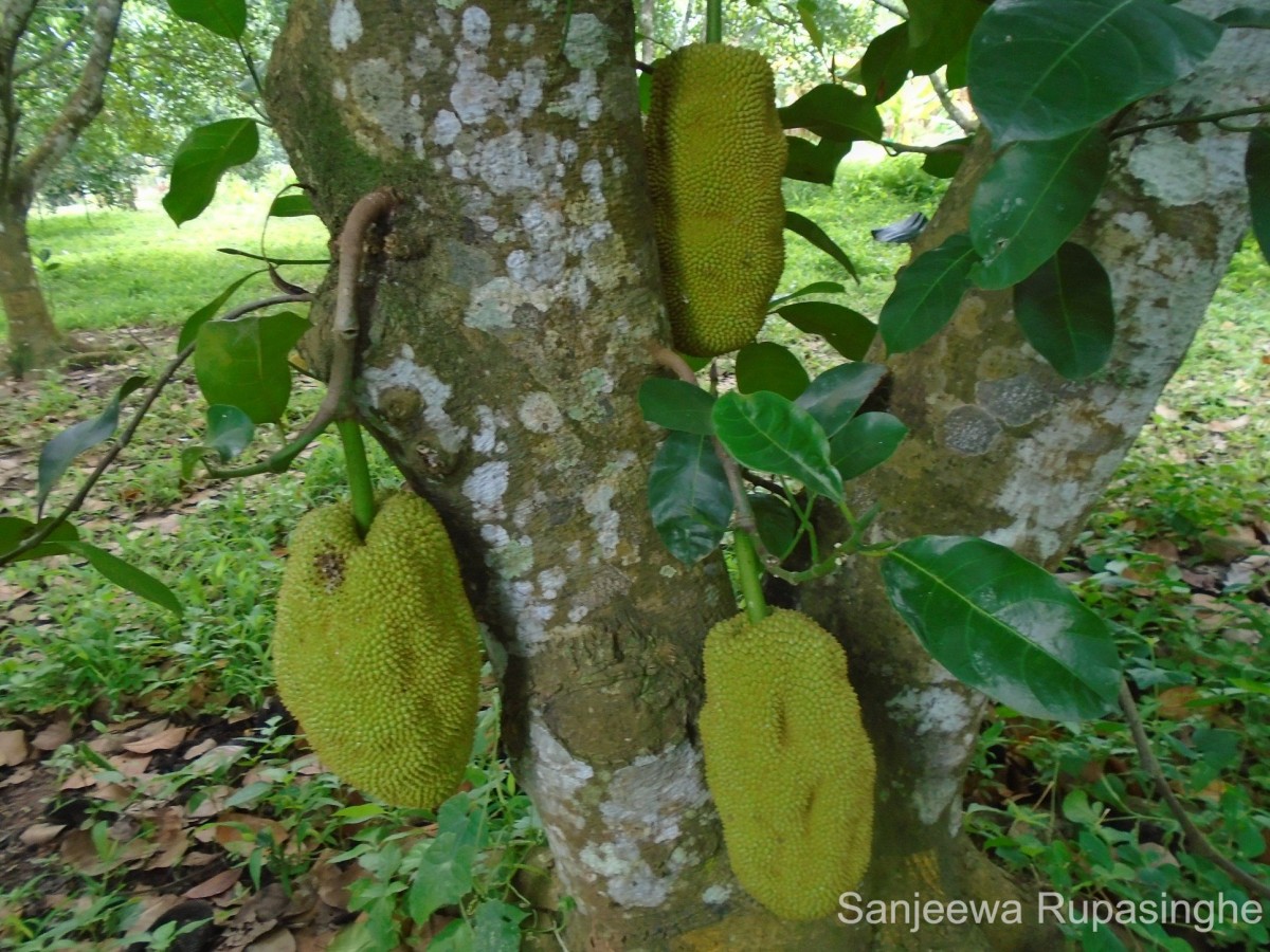 Artocarpus heterophyllus Lam.